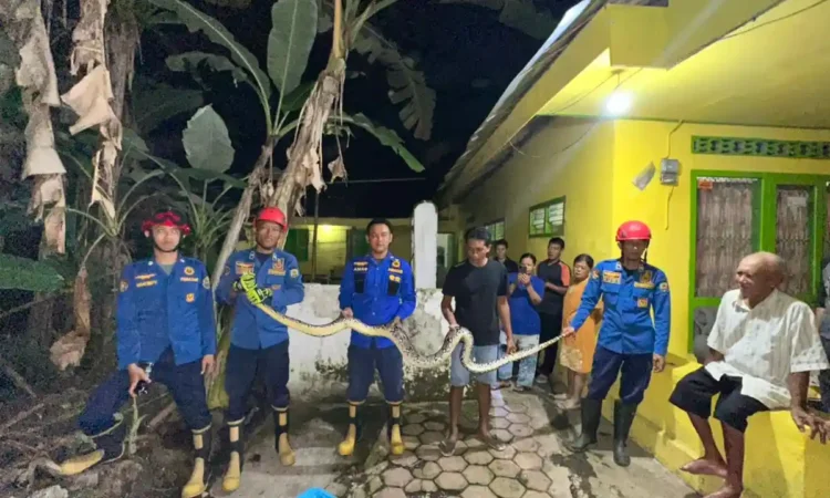 Warga Trenggalek Diminta Waspada, Kemunculan Ular Liar Meningkat di Musim Hujan