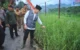 Trenggalek