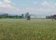 Produksi Padi 2025 di Trenggalek Diprediksi Tertinggi dalam 10 Tahun, IP Capai 2,56