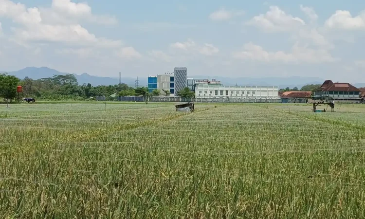 Produksi Padi 2025 di Trenggalek Diprediksi Tertinggi dalam 10 Tahun, IP Capai 2,56