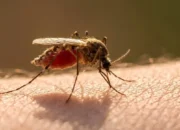 Kasus Demam Berdarah Dengue di Trenggalek Turun Lebih 50 Persen Sepanjang 2025