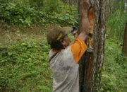 5 Kelompok Tani di Trenggalek Peroleh Izin Kelola Hutan Sosial
