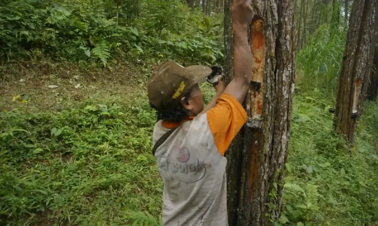 5 Kelompok Tani di Trenggalek Peroleh Izin Kelola Hutan Sosial