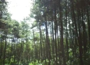Hutan Trenggalek Didominasi Pinus, Perhutani Tegaskan Tak Ada Pembalakan Liar