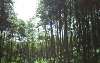 Trenggalek
