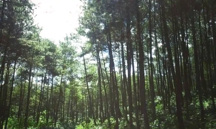 39.480,73 Hektar Kawasan Hutan di Trenggalek Kini Dikelola 16 Kelompok Tani Hutan