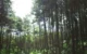 Trenggalek
