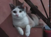 Manfaat Memelihara Kucing