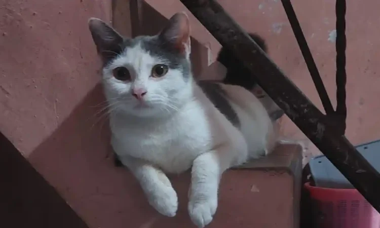 Manfaat Memelihara Kucing