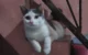 Kucing