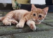 Tingkatkan Kebahagiaan dengan Memelihara Hewan Kesayangan