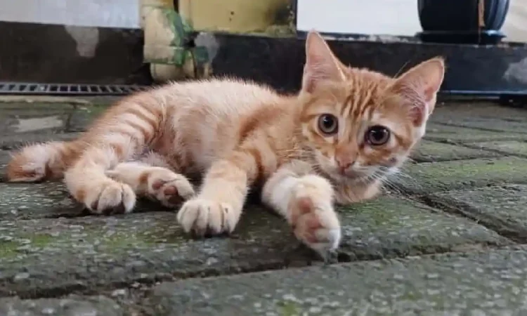 Tingkatkan Kebahagiaan dengan Memelihara Hewan Kesayangan
