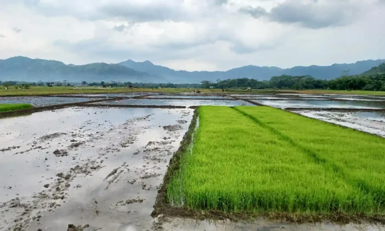 Luas Lahan Baku Sawah di Trenggalek Terus Berkurang, Tinggal 12.213 Hektar