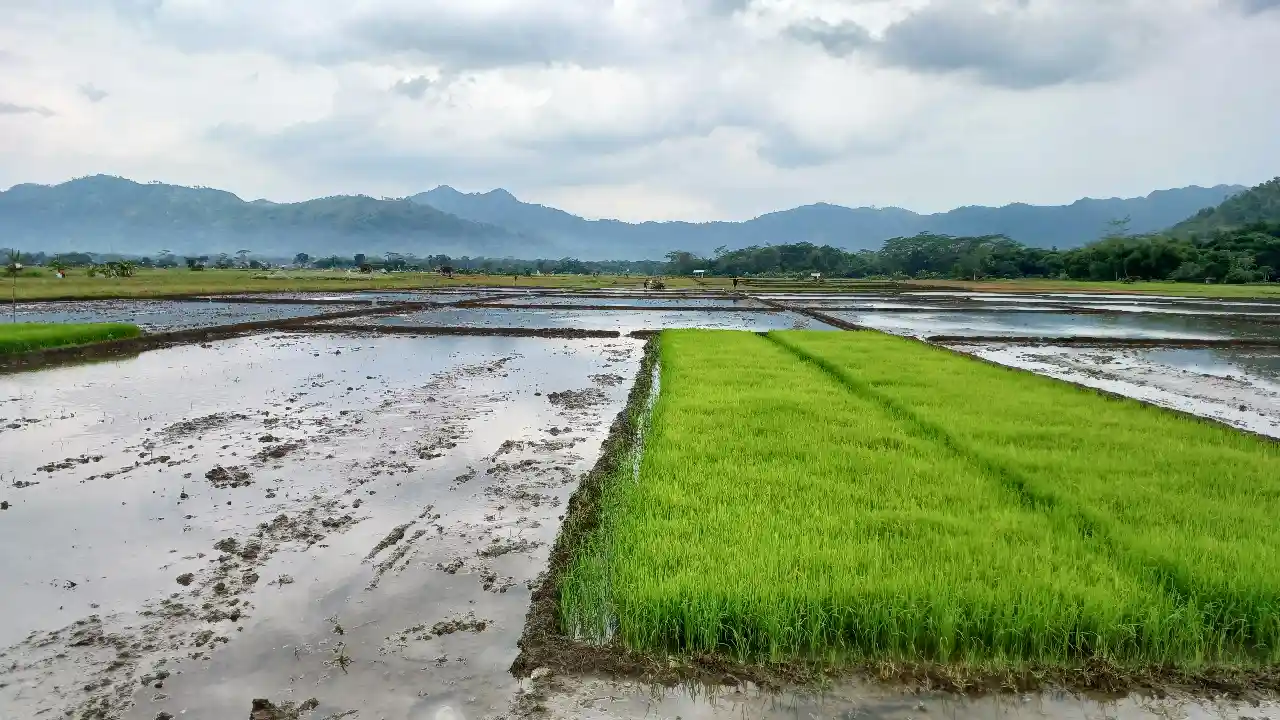 Lahan sawah Trenggalek