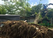 Angin Kencang Berpotensi Kembali Terjadi di Trenggalek, BMKG Imbau Warga Waspada
