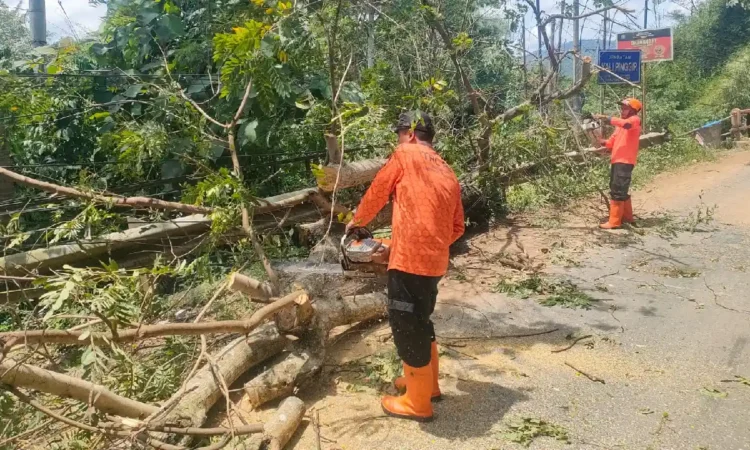 Cuaca Ekstrem Terjang Trenggalek, BPBD Catat 11 Titik Bencana di Lima Kecamatan