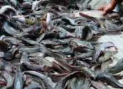 Cara Budidaya Ikan Lele di Pekarangan Rumah
