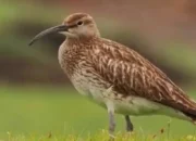 Burung Gajahan Pengala Singgah di Pantai Cengkrong Trenggalek, Migrasi dari Rusia