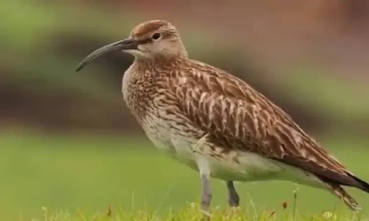 Burung Gajahan Pengala Singgah di Pantai Cengkrong Trenggalek, Migrasi dari Rusia