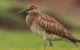 Burung Trenggalek