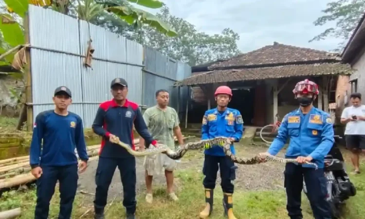 Damkar Trenggalek Tangani 684 Layanan Non Kebakaran di 2025, Animal Rescue Dominan