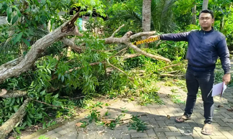 Warga Pogalan Trenggalek Meninggal Dunia Tertimpa Pohon Mahoni di Gandusari