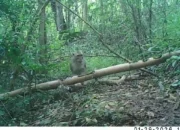 Amati Burung Paok Pancawarna di Hutan Kota Trenggalek, BBKSDA Malah Temukan Landak Jawa dan Monyet Ekor Panjang