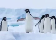 Penguin Adélie Dijuluki ‘Nihilist Penguin’, Video Viral dan Jadi Simbol Burnout Generasi Modern