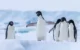 Sekelompok penguin di salju