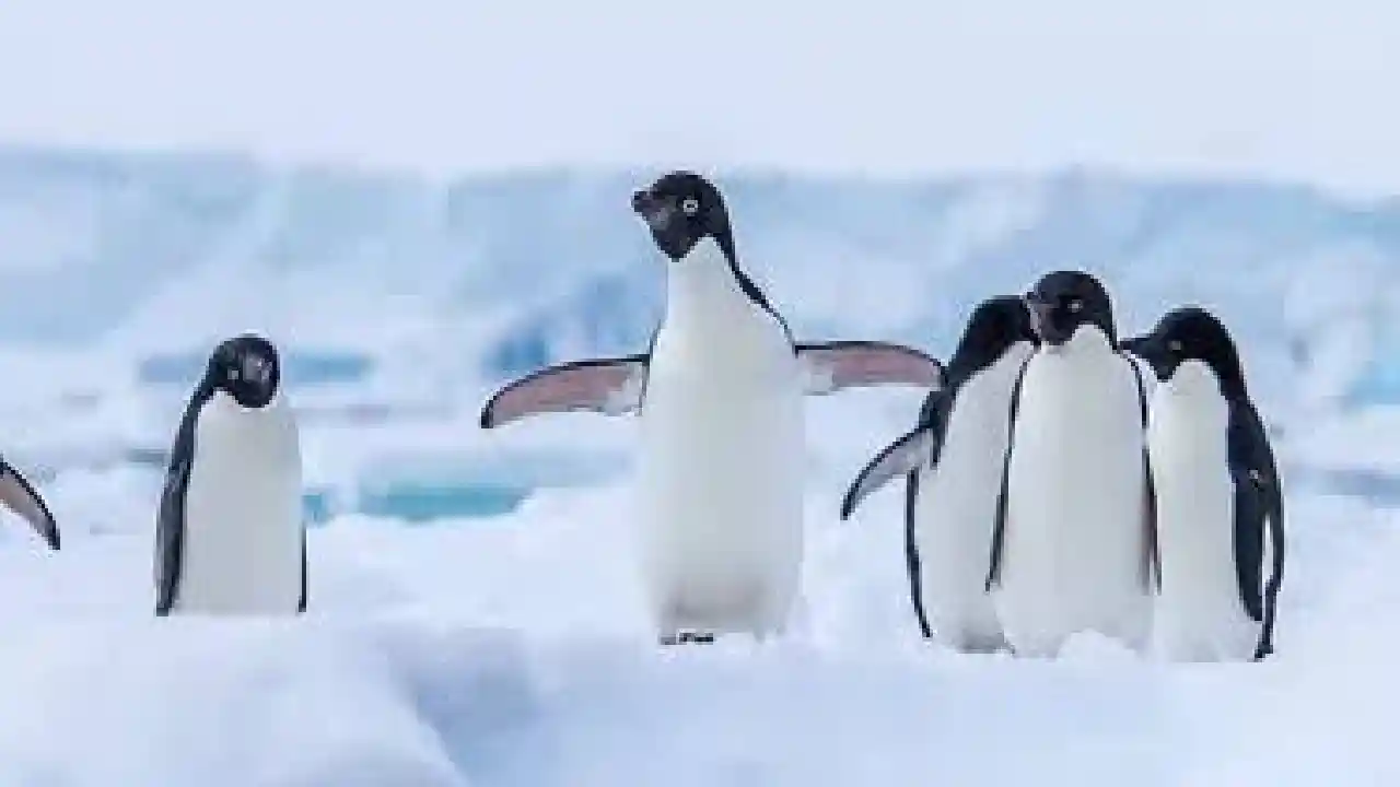 Sekelompok penguin di salju