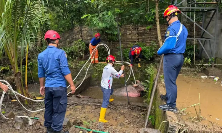 Ksatria Biru Trenggalek Beraksi, Berhasil Selamatkan Kerbau Bule Seberat 500 Kg dari Septic Tank