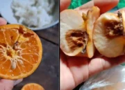 Buah Busuk dan Tak Ada Inovasi Menu, Dapur MBG Yayasan Al Mursyid Trenggalek Diprotes