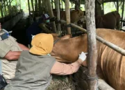 Puluhan Sapi di Trenggalek Terjangkit PMK, Disnakkan Gencarkan Vaksinasi 12 Ribu Dosis