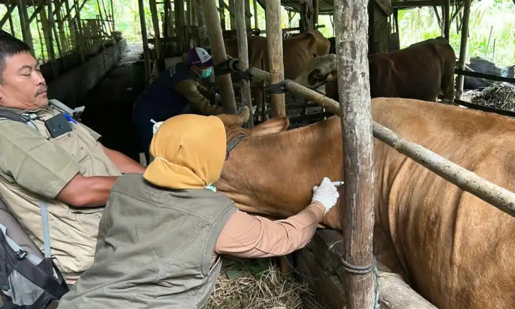Puluhan Sapi di Trenggalek Terjangkit PMK, Disnakkan Gencarkan Vaksinasi 12 Ribu Dosis