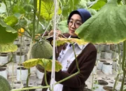 Petani Trenggalek Hadirkan Melon Premium di Atas 15 Brix, Laris Selama Ramadan