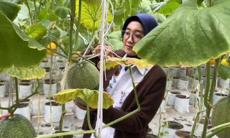 Petani Trenggalek Hadirkan Melon Premium di Atas 15 Brix, Laris Selama Ramadan