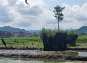 Jejak Kereta Api di Trenggalek: Dari Jalur Trem Kolonial hingga Tinggal Reruntuhan