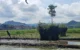 Trenggalek