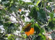 Pohon Penyimpan Air Jadi Solusi Lahan Gersang, Ini Jenis dan Manfaatnya