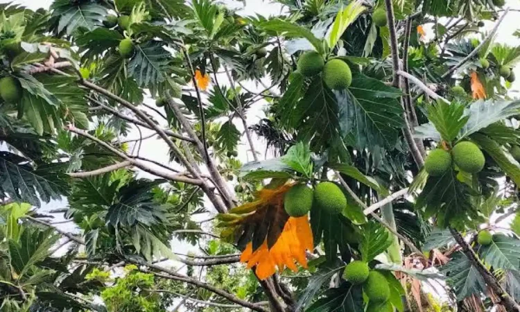 Pohon Penyimpan Air Jadi Solusi Lahan Gersang, Ini Jenis dan Manfaatnya