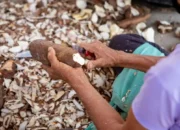 Sejarah Kejayaan Singkong di Trenggalek, dari “Kota Gaplek” hingga Potensi Bangkit Kembali