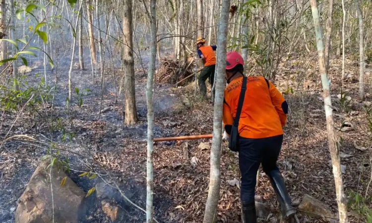 Jelang Kemarau, BPBD dan Perhutani Trenggalek Siaga Kebakaran Hutan dan Lahan