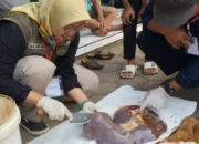 46 Hewan Kurban di Trenggalek Terinfeksi Cacing Hati