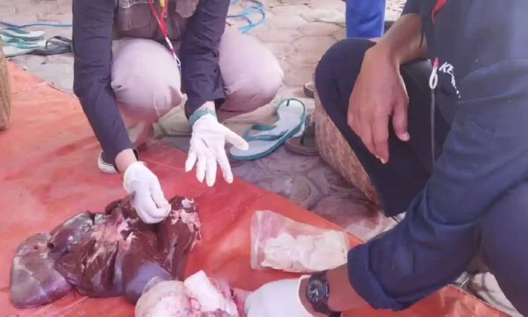 Warga Trenggalek Diminta Kubur Organ Hewan Kurban yang Terinfeksi Cacing Hati