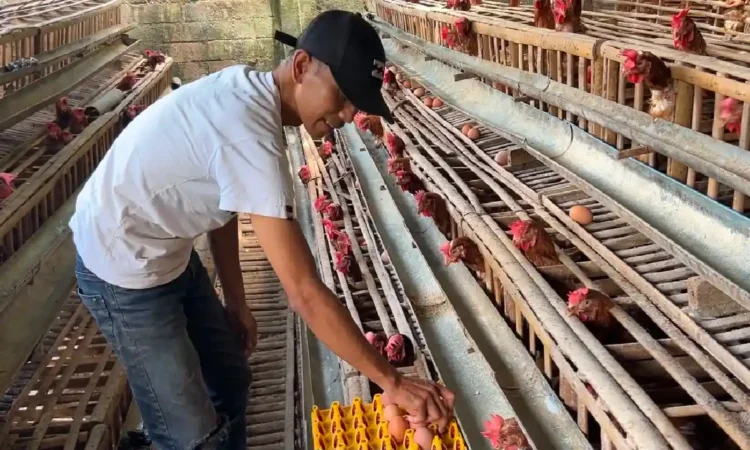 Harga Telur Turun, Pakan Naik, Peternak Ayam Petelur di Trenggalek Terjepit