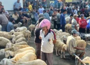 Jelang Idul Adha, Harga Kambing di Trenggalek Mulai Merangkak Naik
