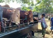 Pasca Wabah PMK, Populasi Sapi di Trenggalek Turun, Pengawasan Kesehatan Diperketat
