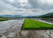 Luas Sawah di Trenggalek Capai 15 ribu Hektar, Produksi Gabah Ditarget 80 ribu Ton