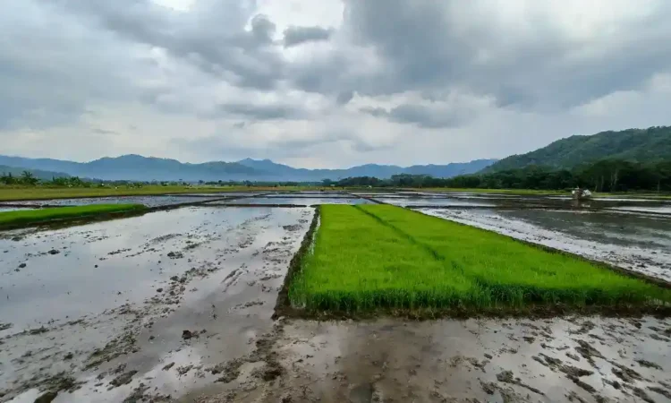 Luas Sawah di Trenggalek Capai 15 ribu Hektar, Produksi Gabah Ditarget 80 ribu Ton