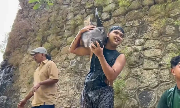 Meriah, Warga Trenggalek Berebut Kepala Kerbau Saat Tradisi Nyadran Dam Bagong